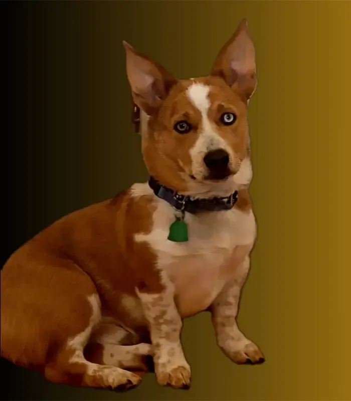 Gus Parr - Parr Insurance Services