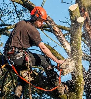 Arborist Cutting Tree — Tree Services in Greenwich, CT
