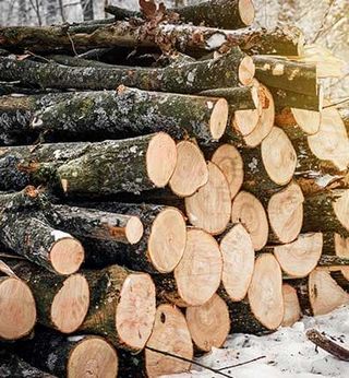 Stacked Tree Trunks — Tree Services in Greenwich, CT