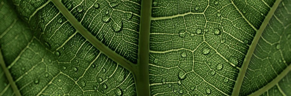 Symbolbild Greenwashing, Blatt mit Wassertropfen (Bild: frei lizenziert / Unsplash)