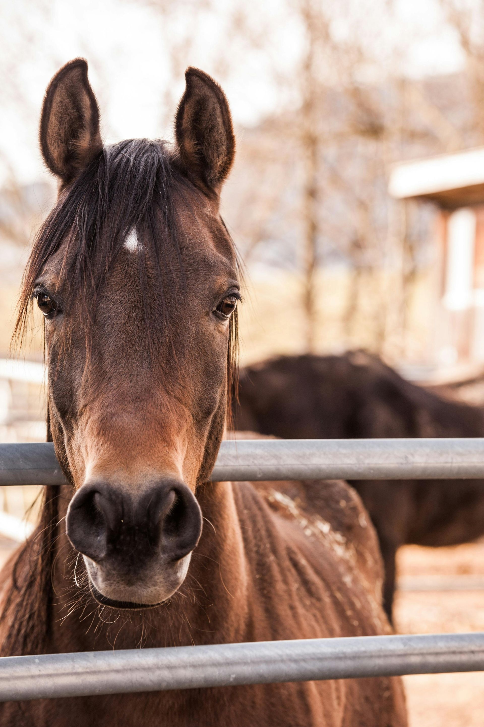 Brown horse, looking directly at the camera, behind a metal fence, with a second horse in the background.