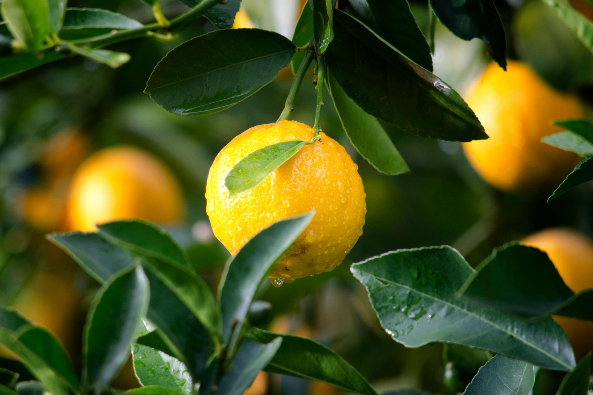 Lemon fruit on a tree with green leaves, sunny yellow fruit.