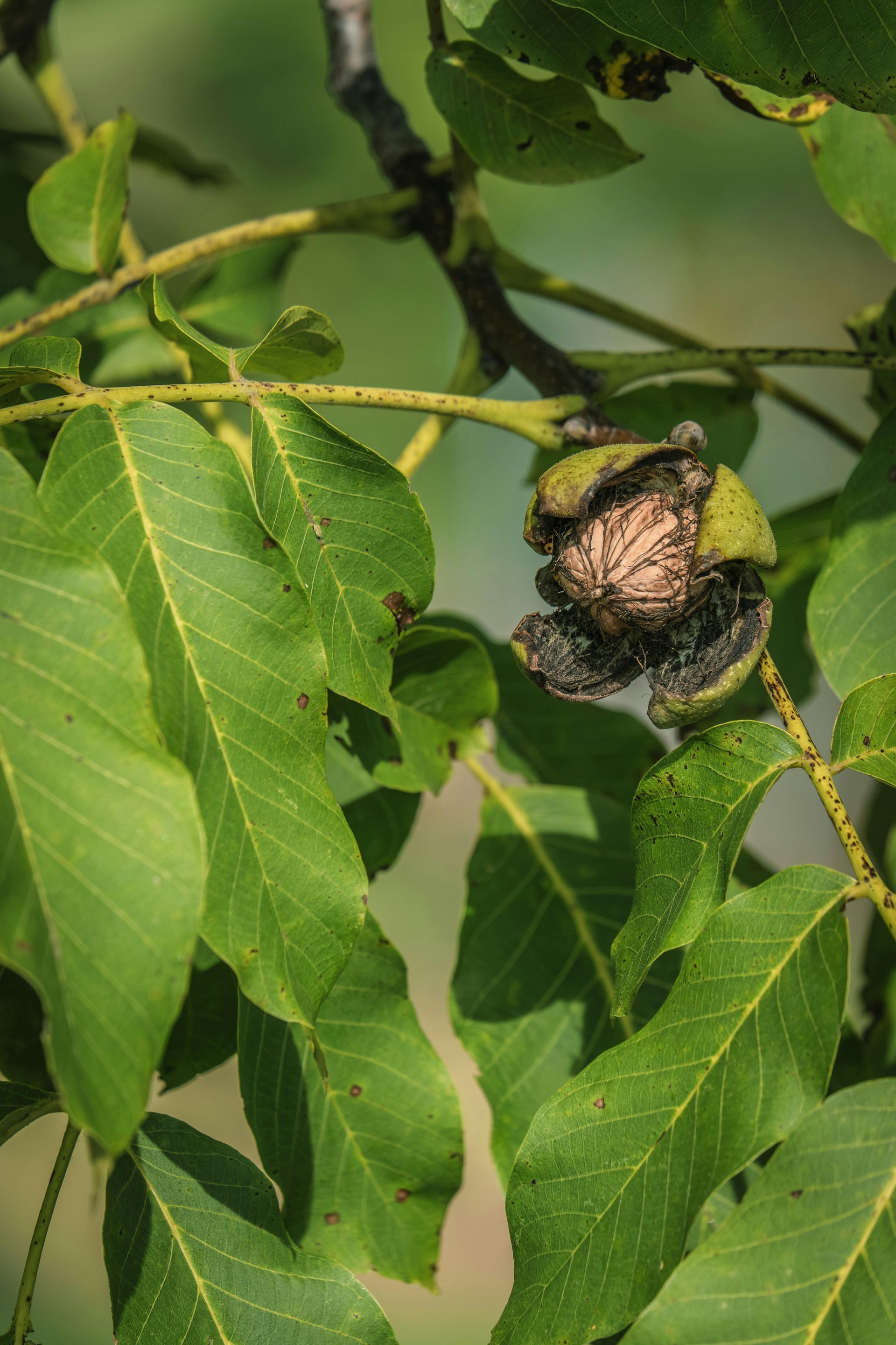 Green leaves and a partially opened walnut in its husk on a tree branch.