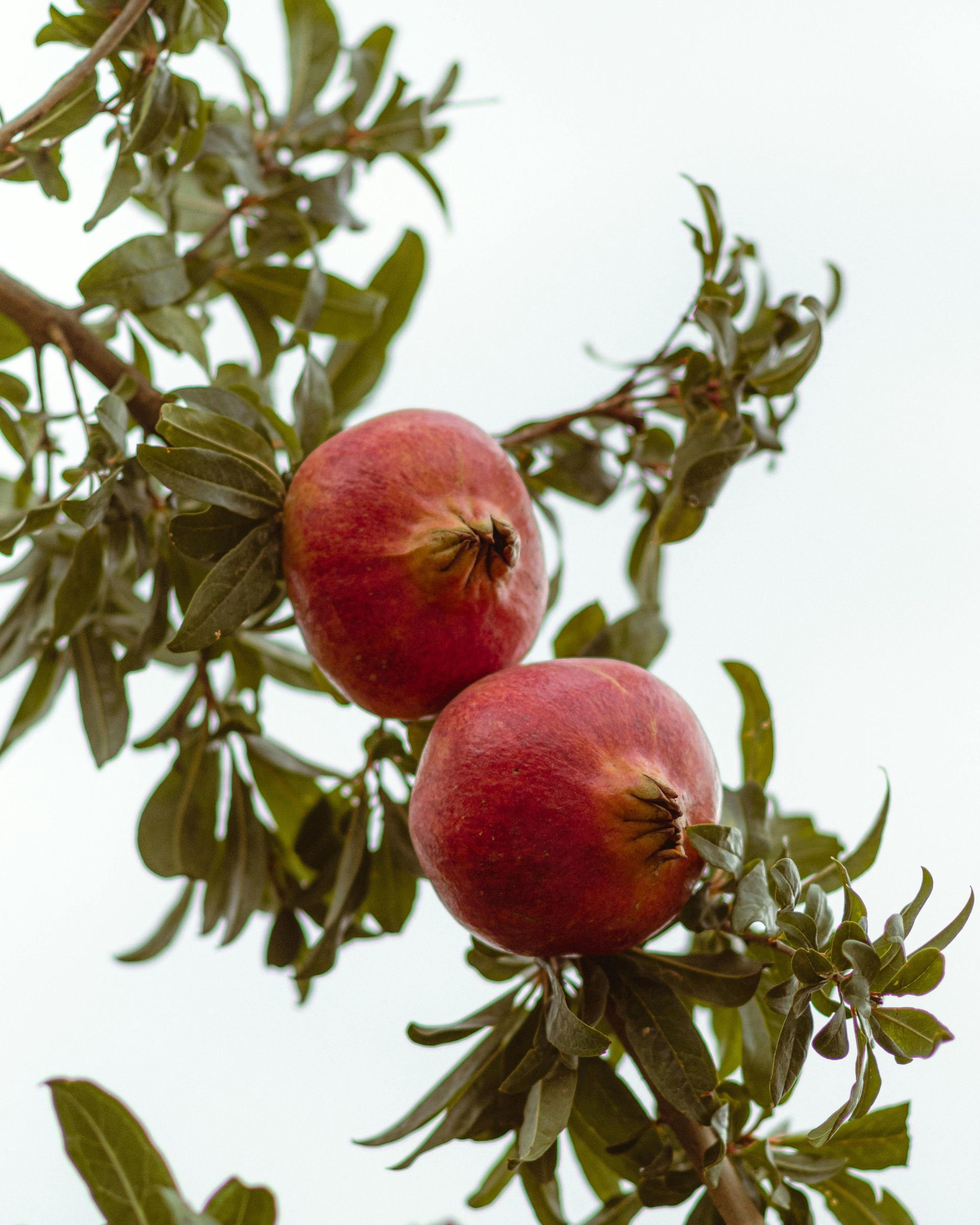 Two ripe pomegranates on a tree branch with green leaves, against a cloudy sky.