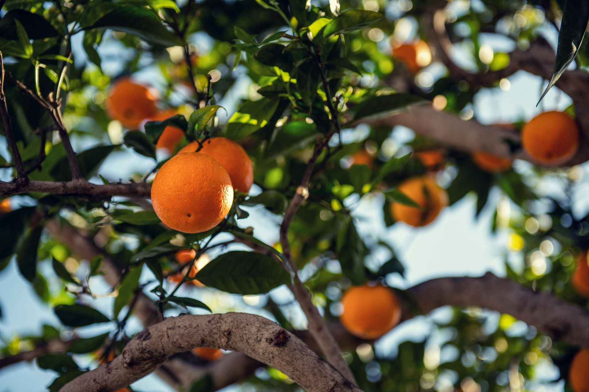 Orange tree laden with ripe, round oranges, set against a backdrop of green leaves and blue sky.