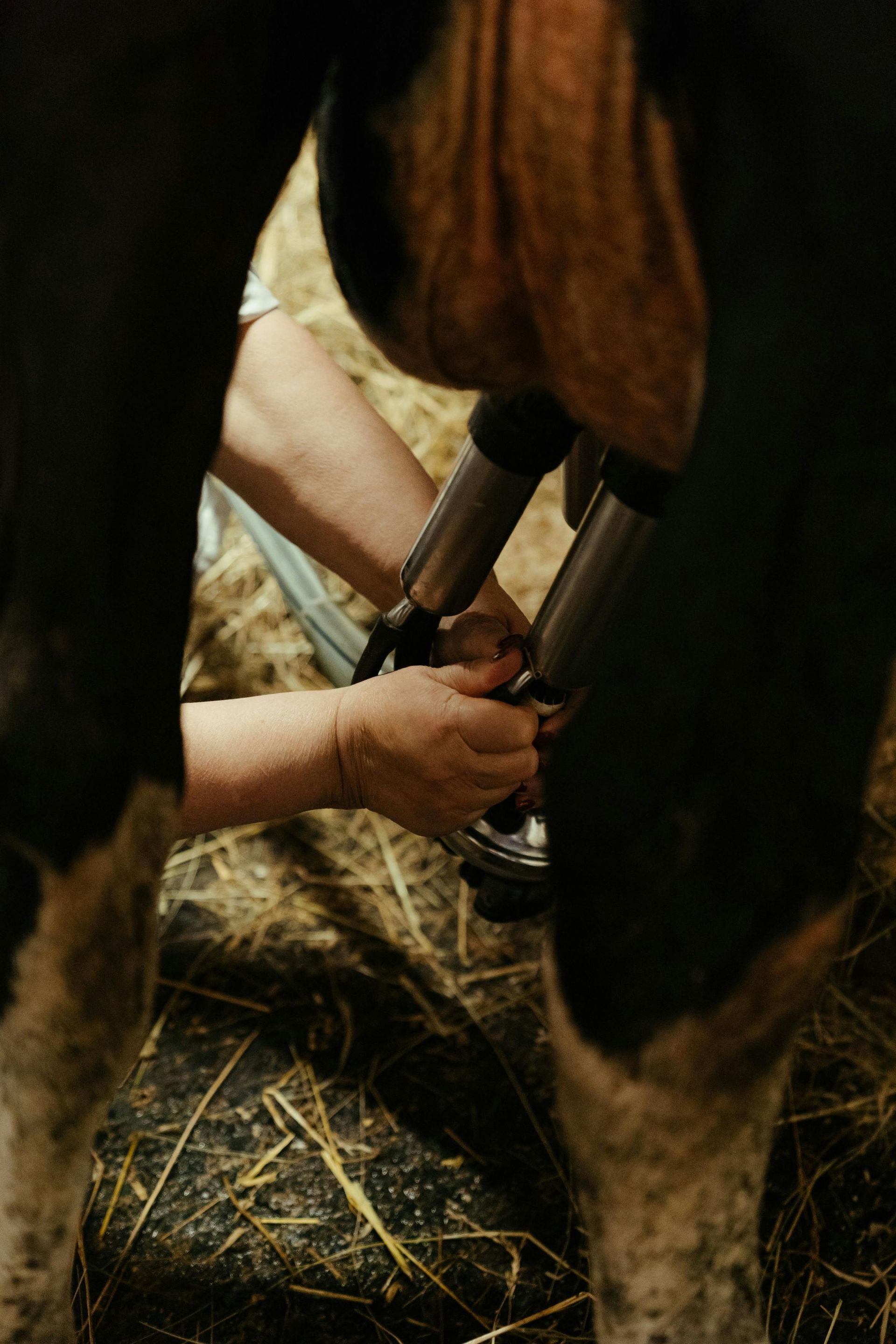 Hands attaching milking machine to a cow's udder in a barn.