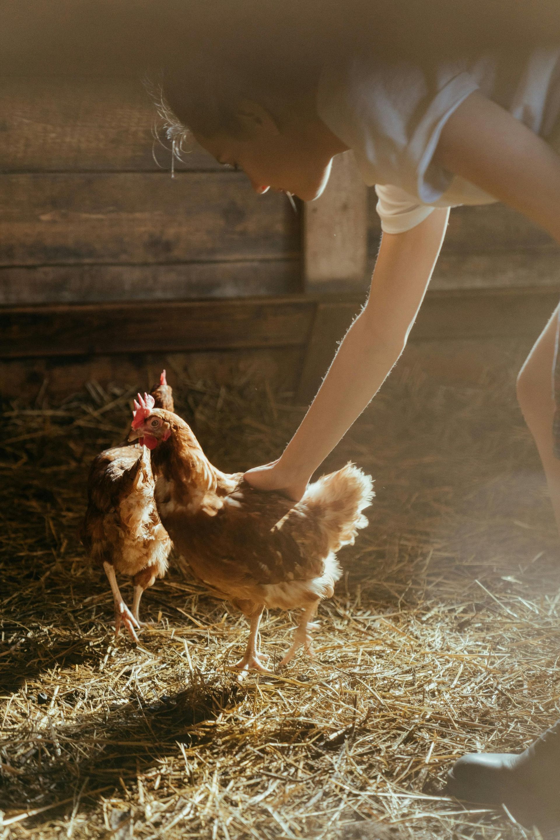 Person petting a brown chicken in a sunlit barn with hay.