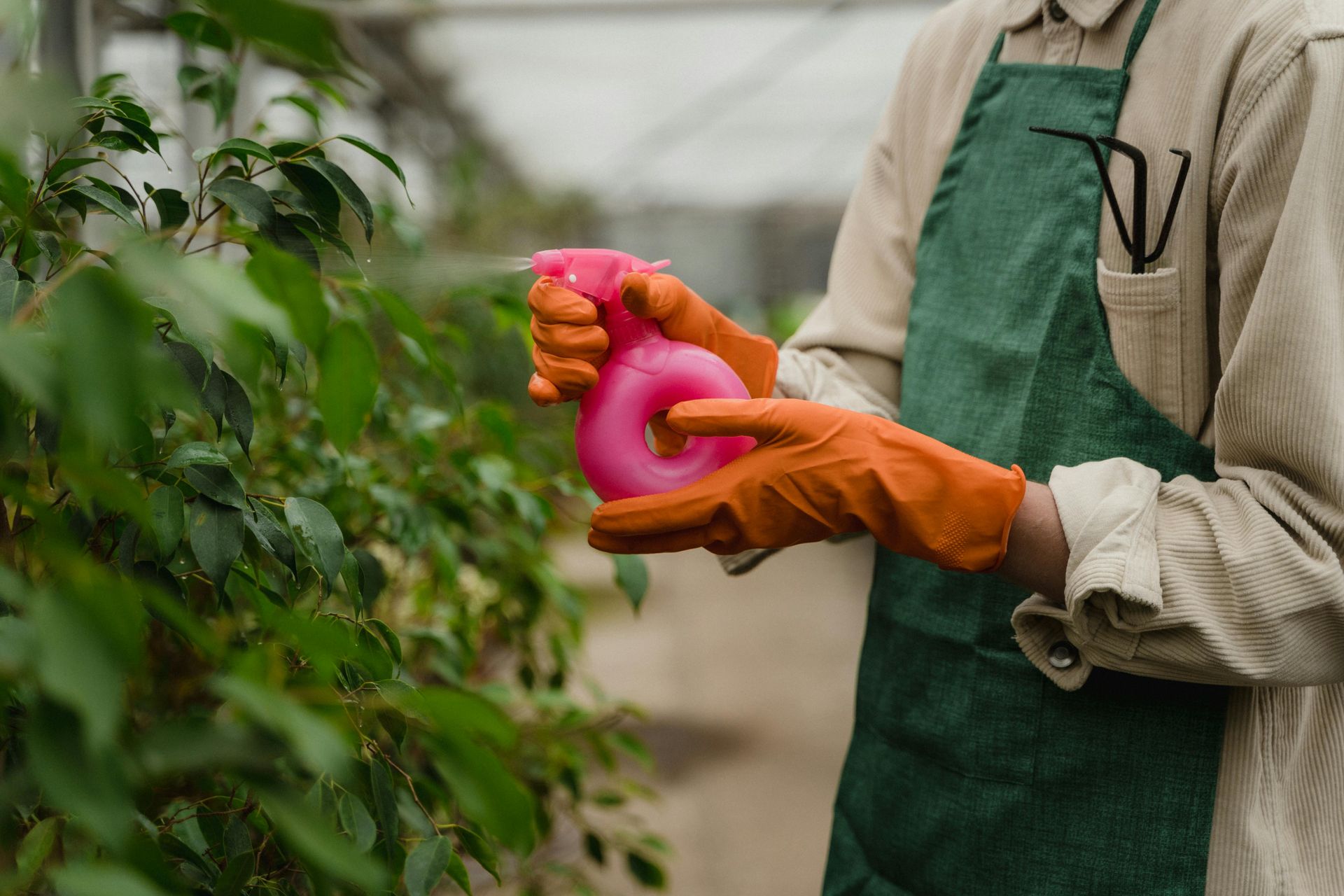 Person wearing orange gloves sprays plants with a pink spray bottle in a greenhouse.