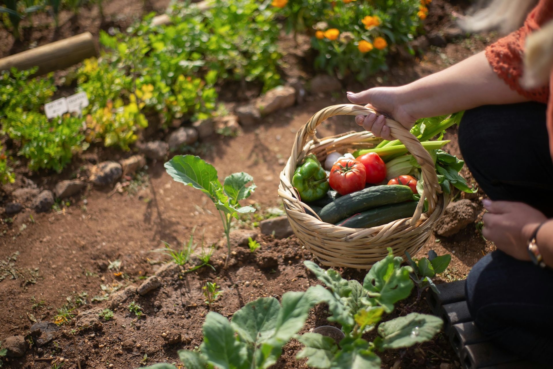 Person holding a basket of fresh vegetables in a garden.