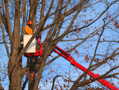 Worker in an orange hard hat in a red cherry picker trimming tree branches