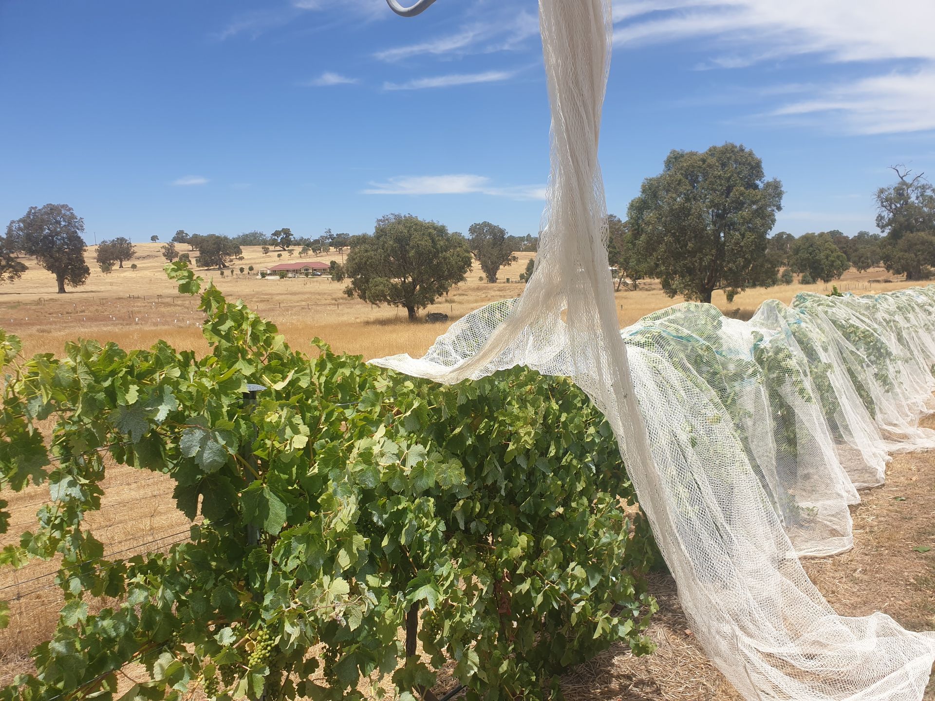 Shiraz vines with nets being applied