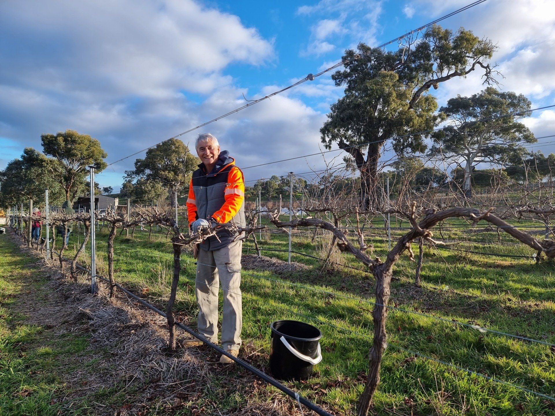 Man pruning grapevines
