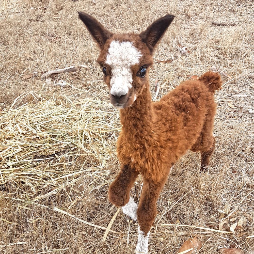 Baby Alpaca Cria