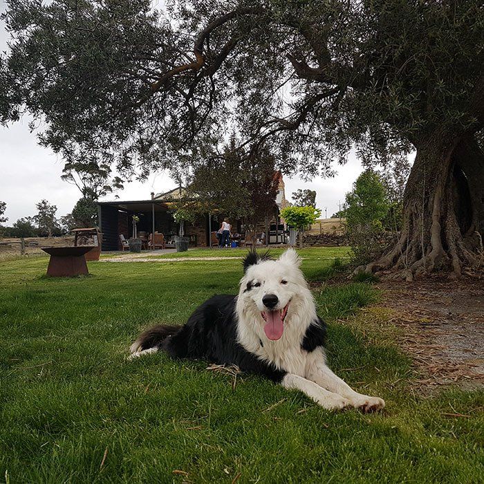 Photos from the estate of Fernfield Wines