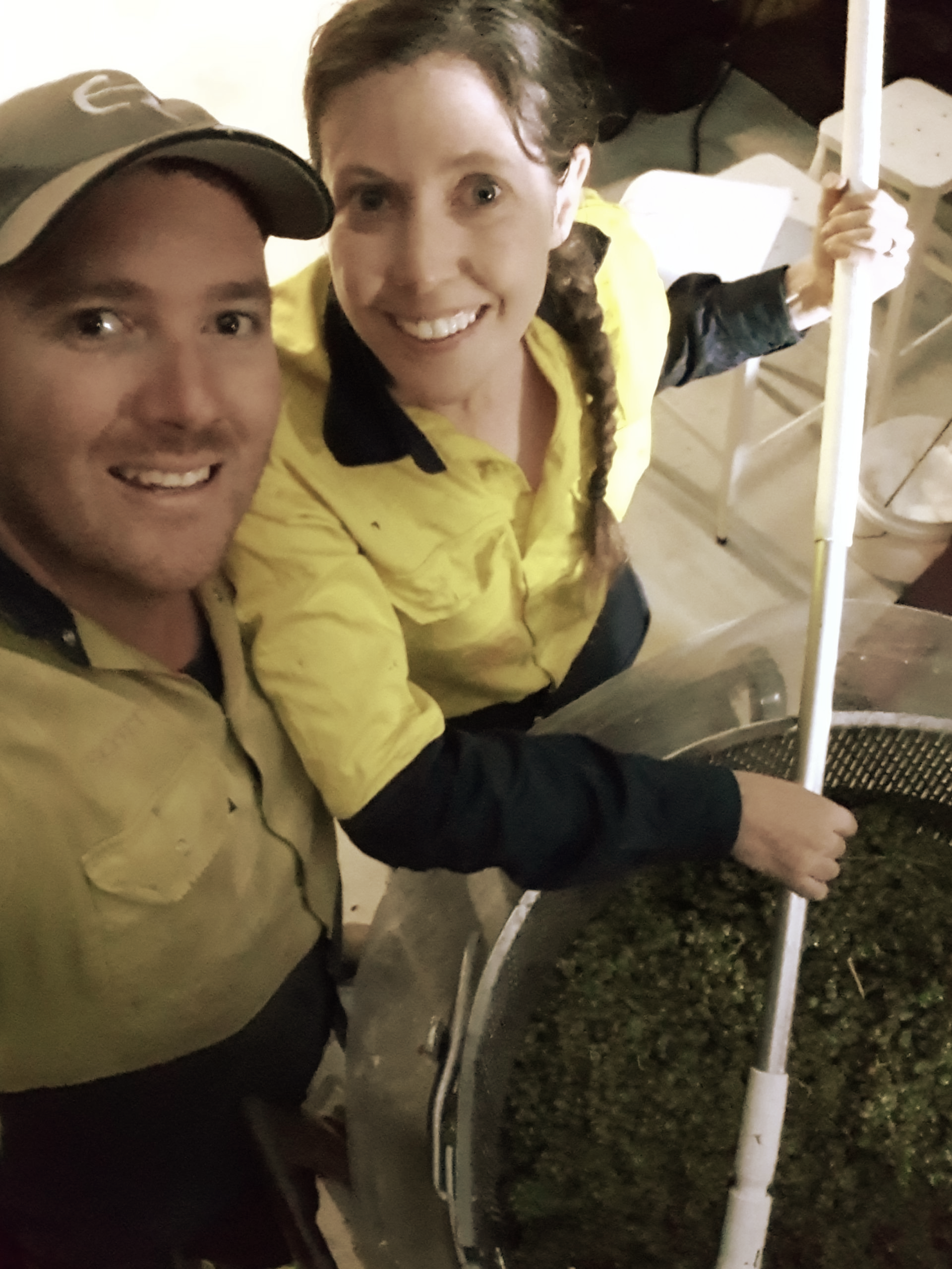 Whole bunch pressing Eden Valley wine Sauvignon Blanc