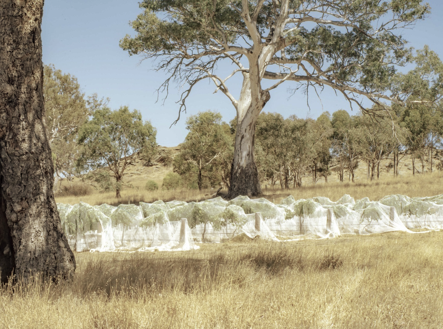 Fernfield Wineries Eden Valley Vineyard