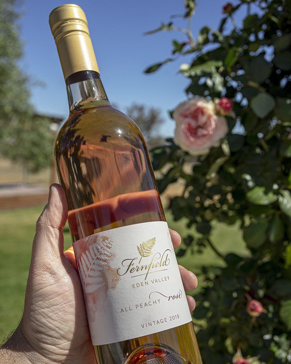All Peachy Rosé