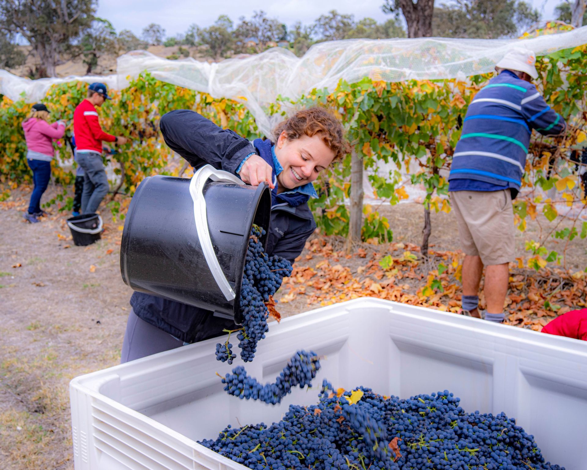 Our family hand-picking the grapes
