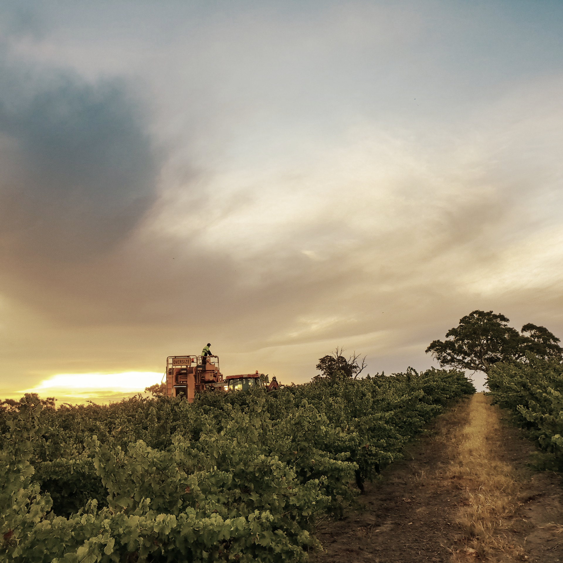 Eden Valley Wine Sauvignon Blanc vineyard