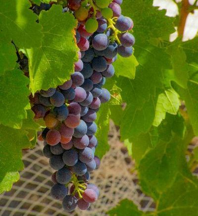 Fernfield Wineries Shiraz Eden Valley