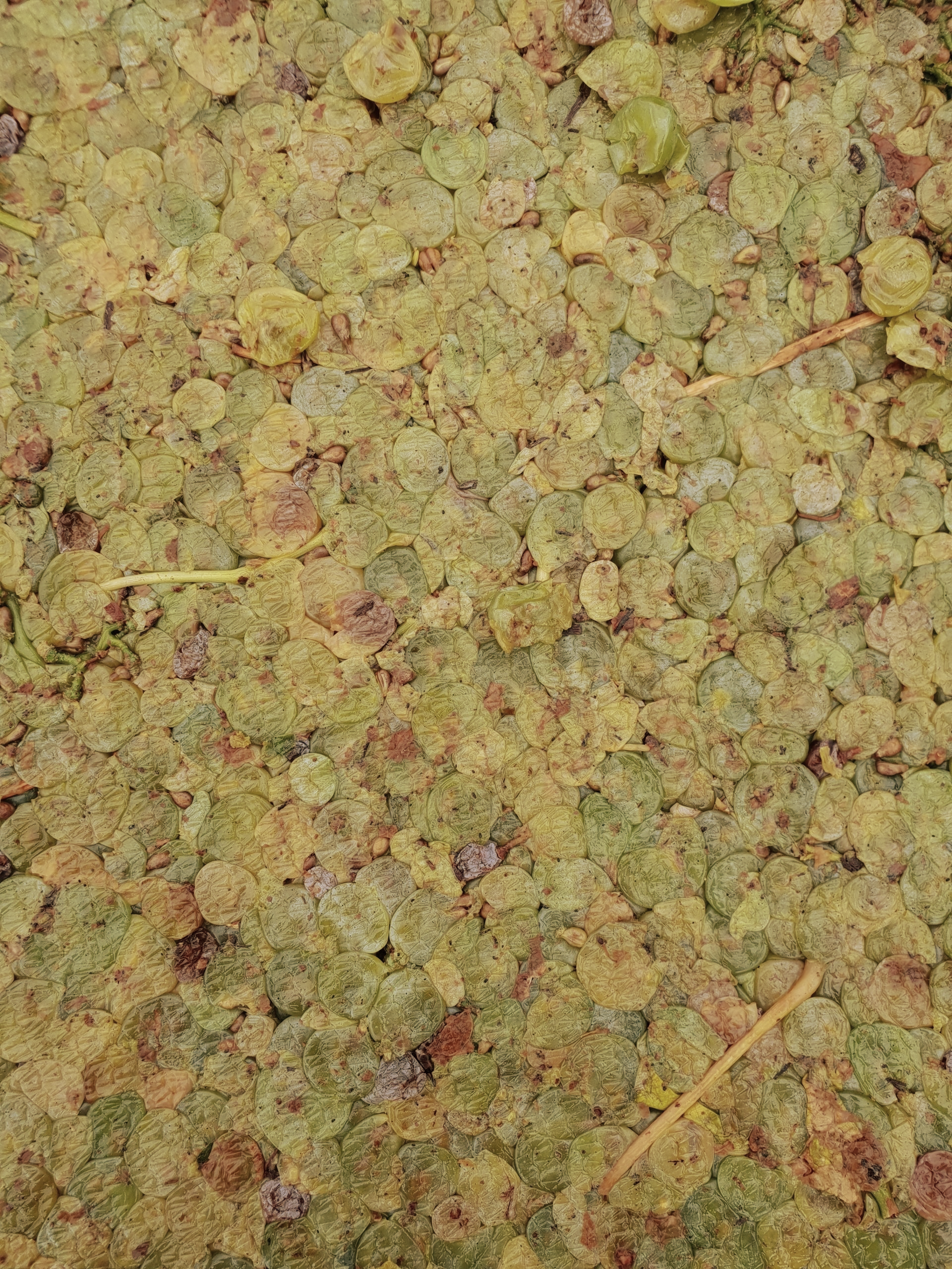 Wine Basket Pressed Eden Valley Riesling