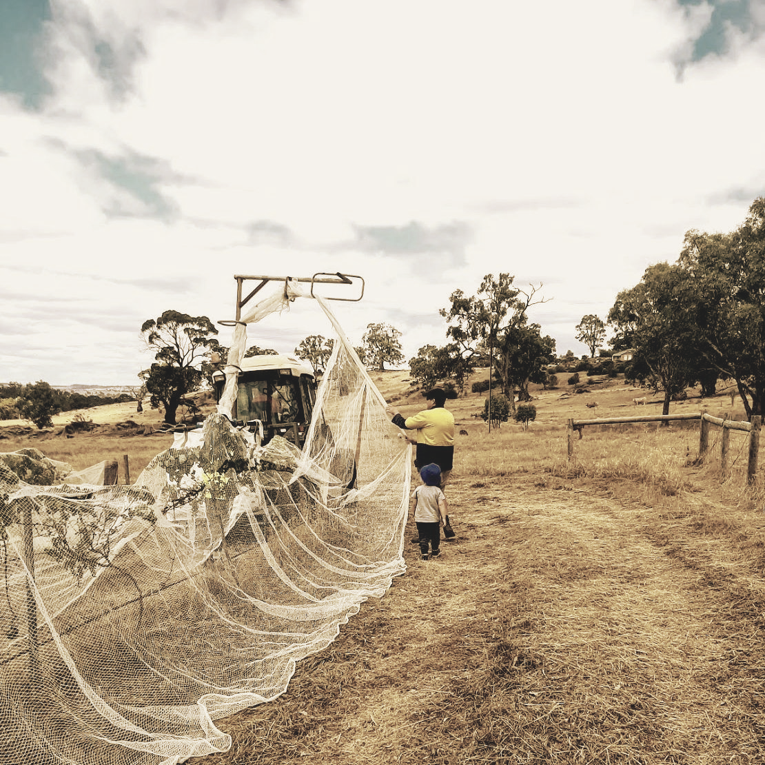 Applying vineyard bird nets on Eden Valley Merlot