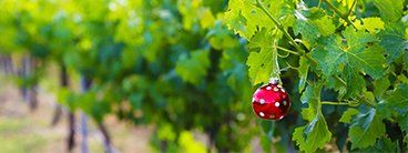 Eden Valley wineries Christmas