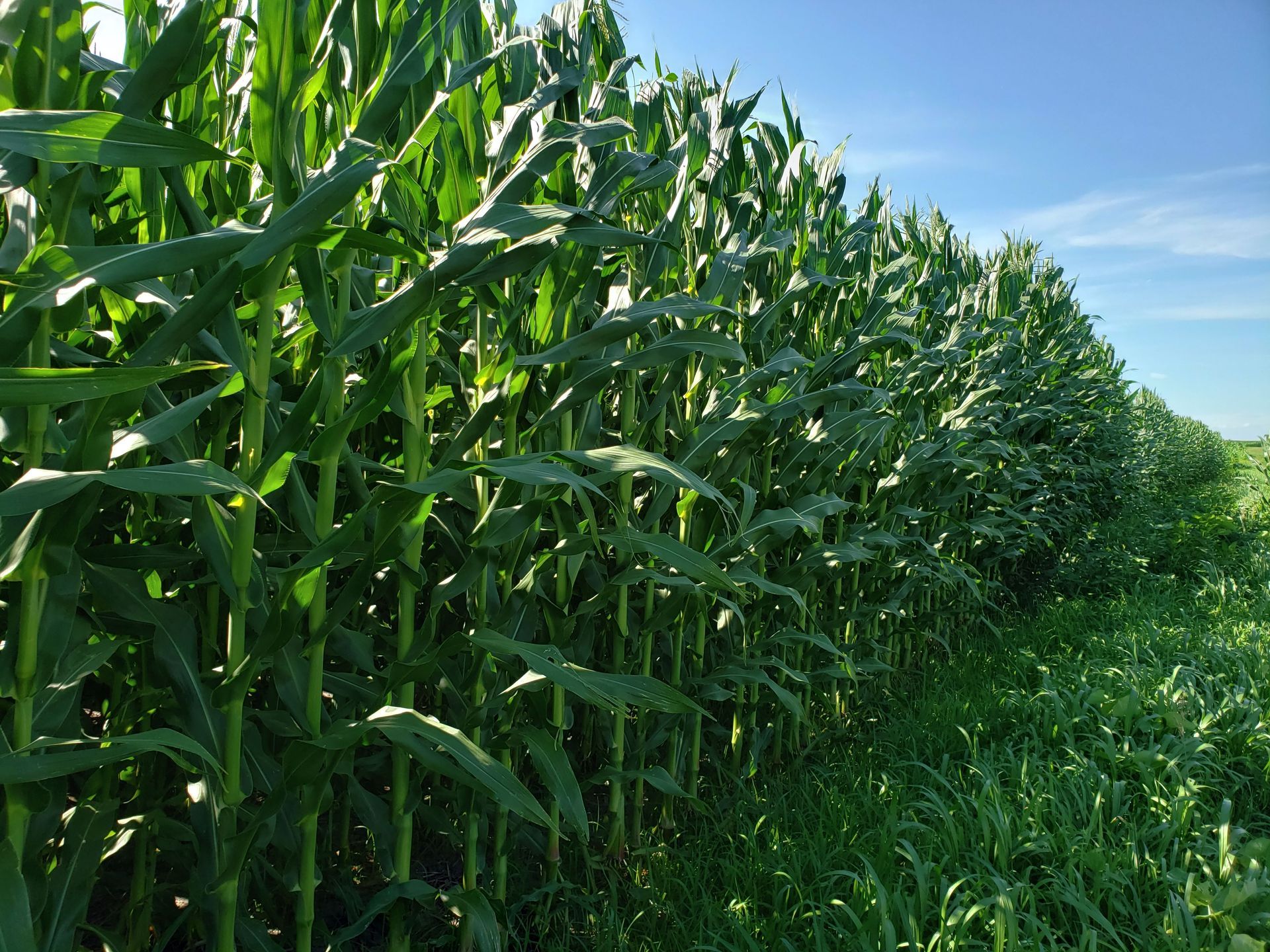 Corn at Rokeyroad Creamery