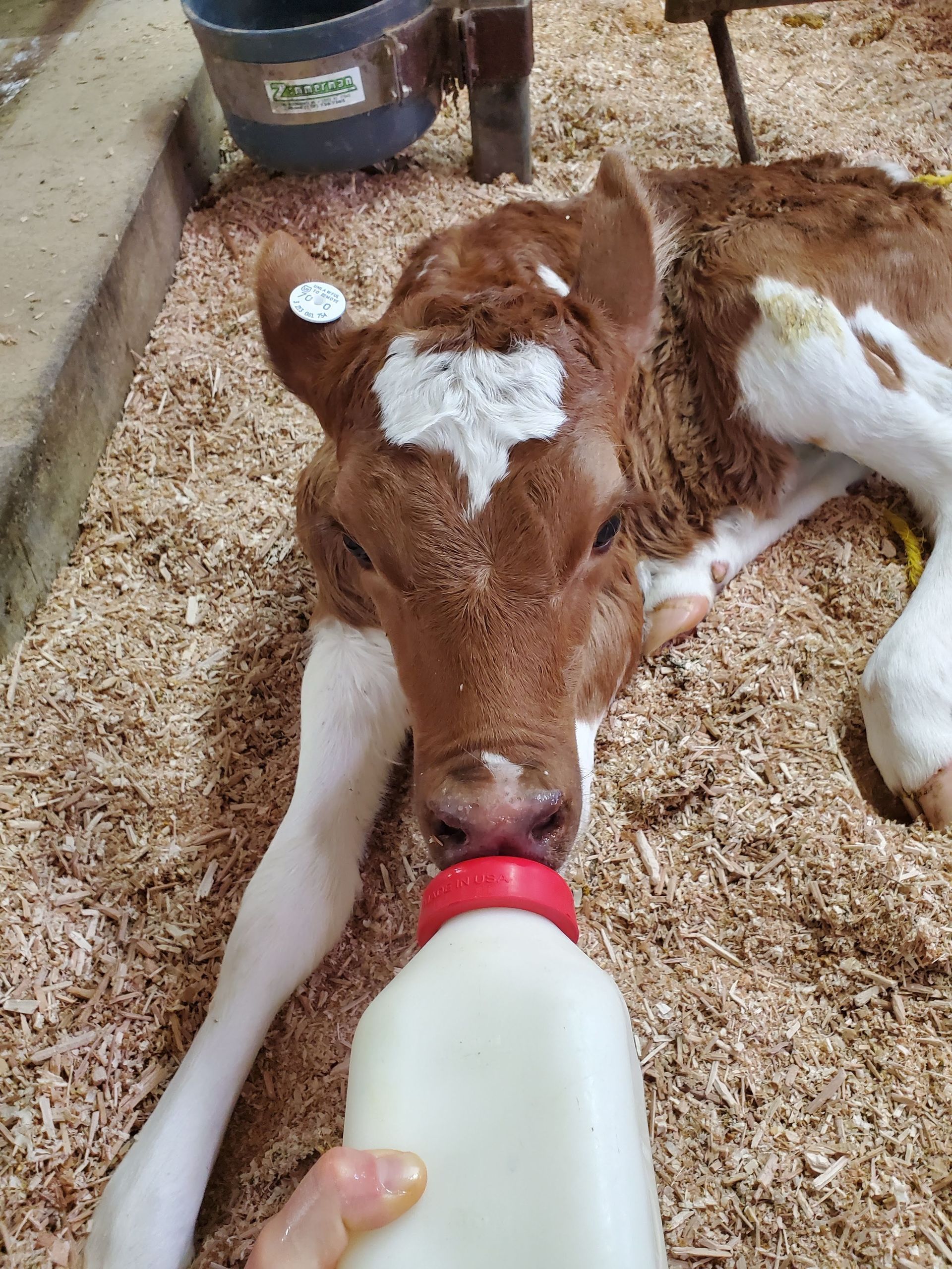 Bottle feeding at Rokeyroad Creamery