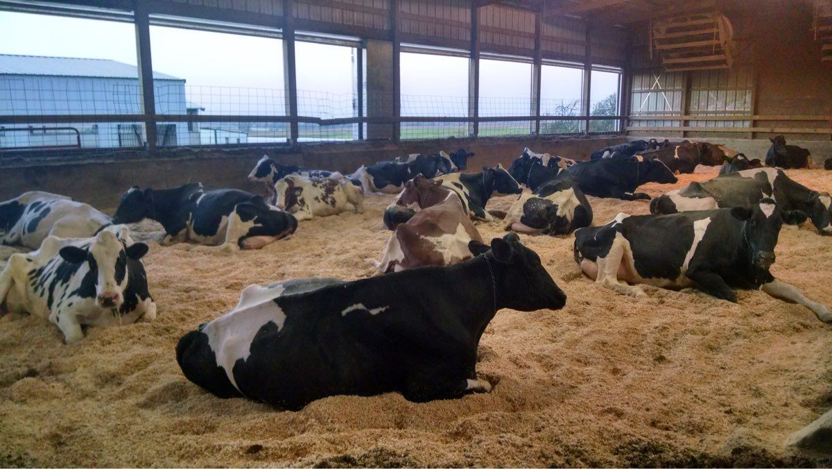 Rokeyroad Creamery Holstein herd