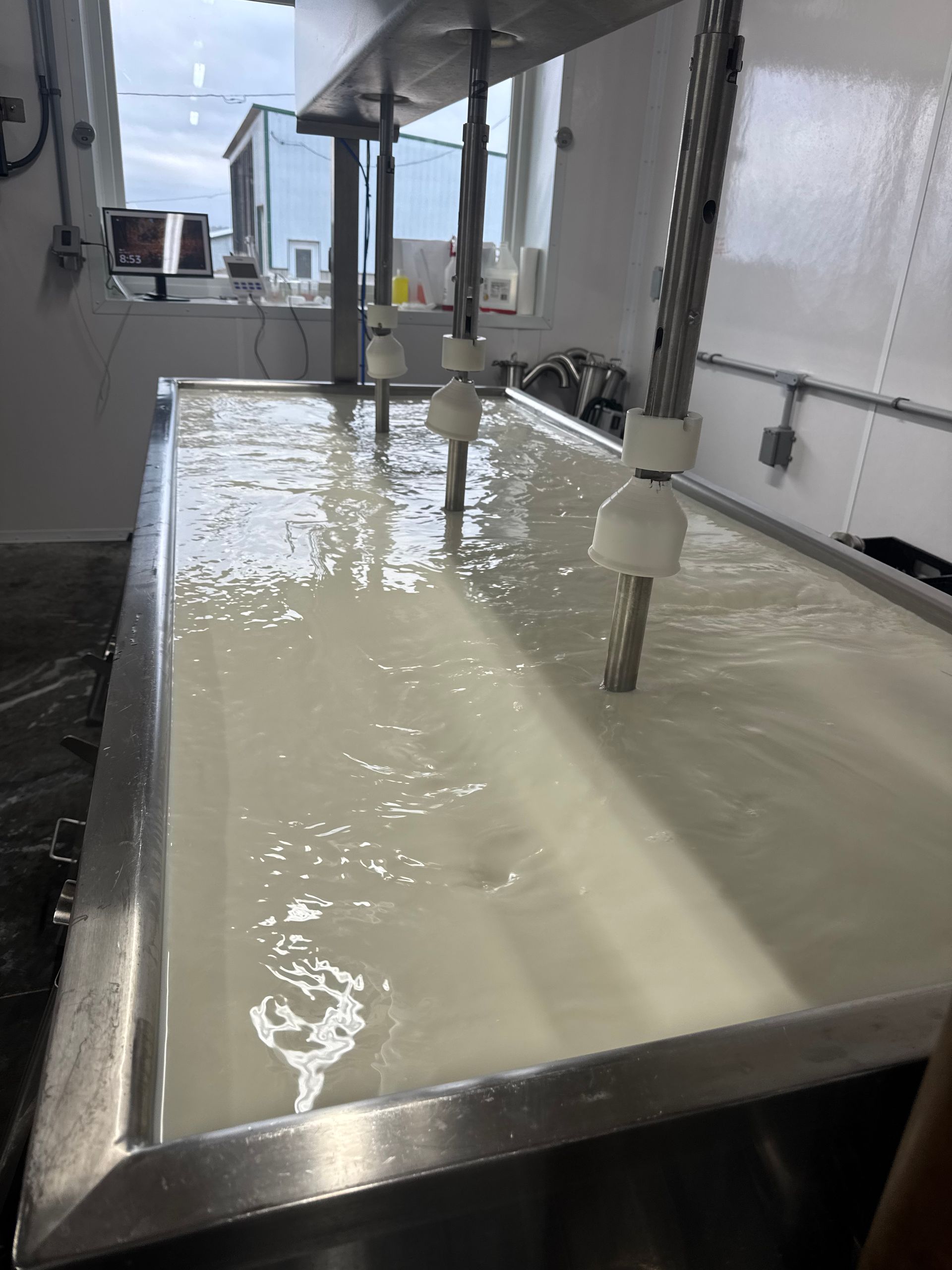 Milking at Rokeyroad Creamery