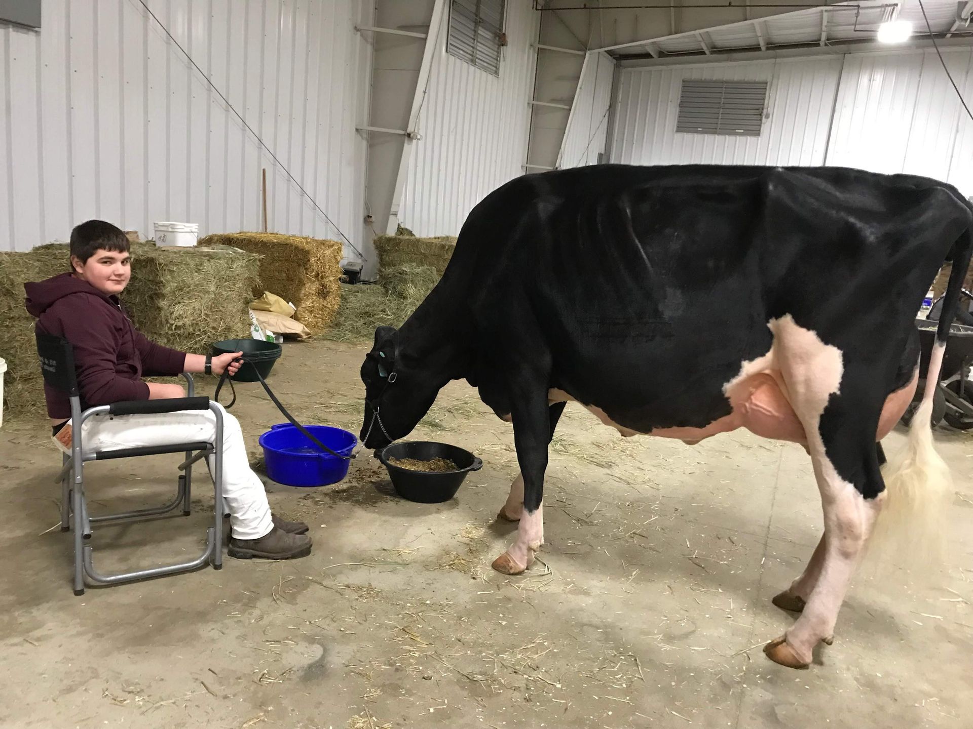 Showing Rokeyroad Holstein 