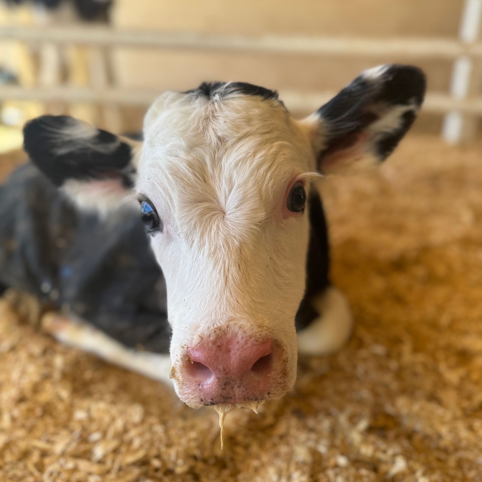 Calves at Rokeyroad Creamery