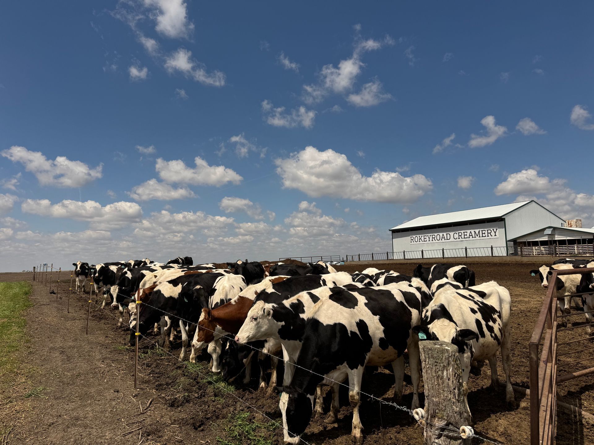 Rokeyroad Creamery Holstein herd