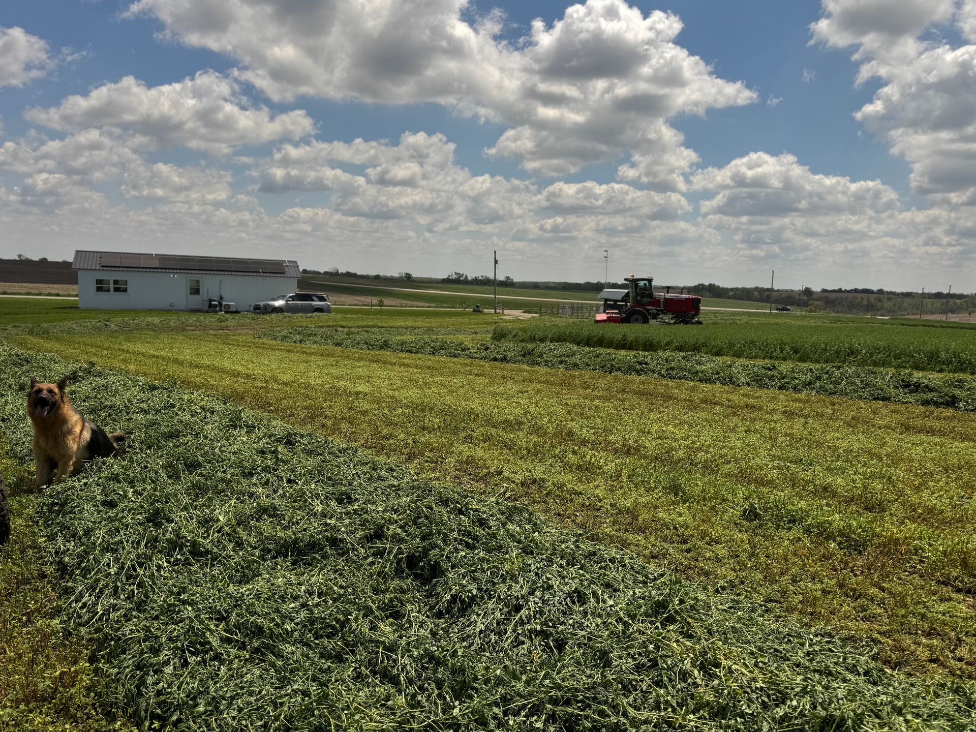Chopping alfalfa at Rokeyroad Creamery