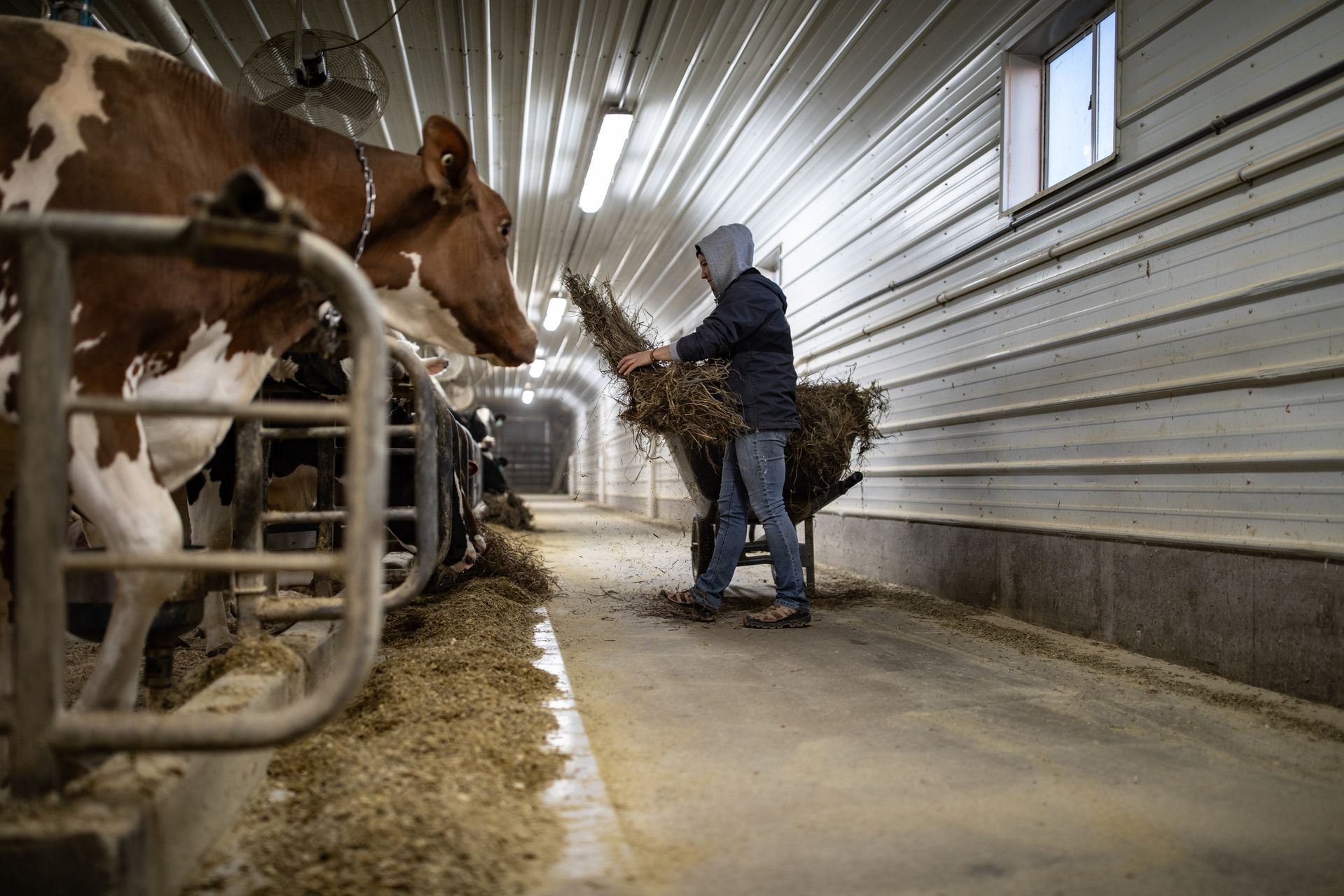 Feeding at Rokeyroad Creamery