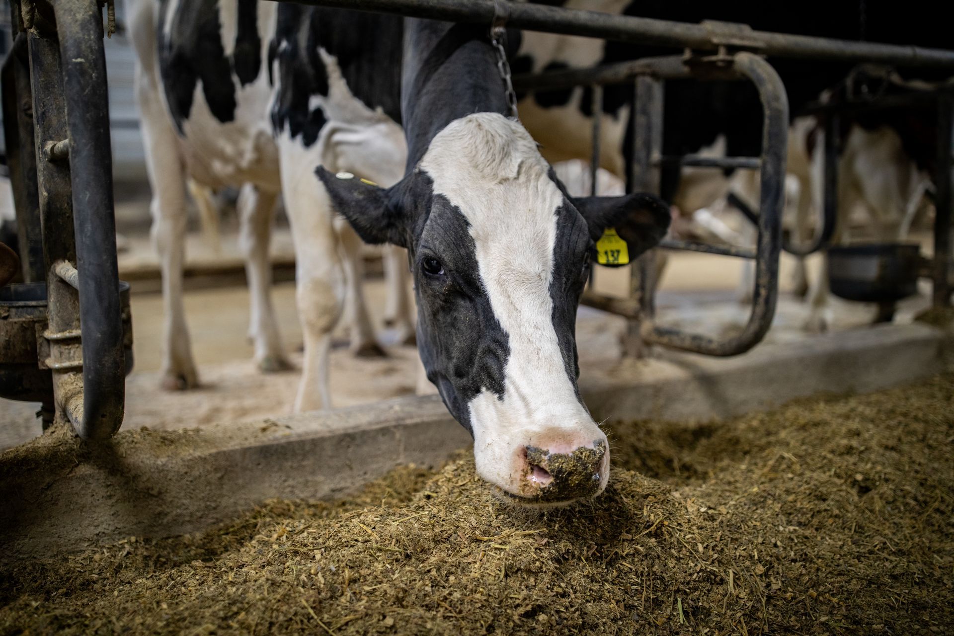 Feeding at Rokeyroad Creamery