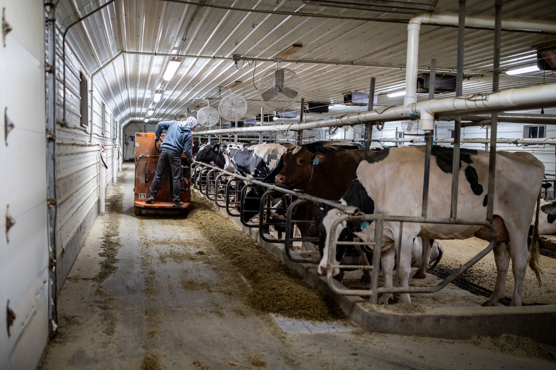 Feeding at Rokeyroad Creamery