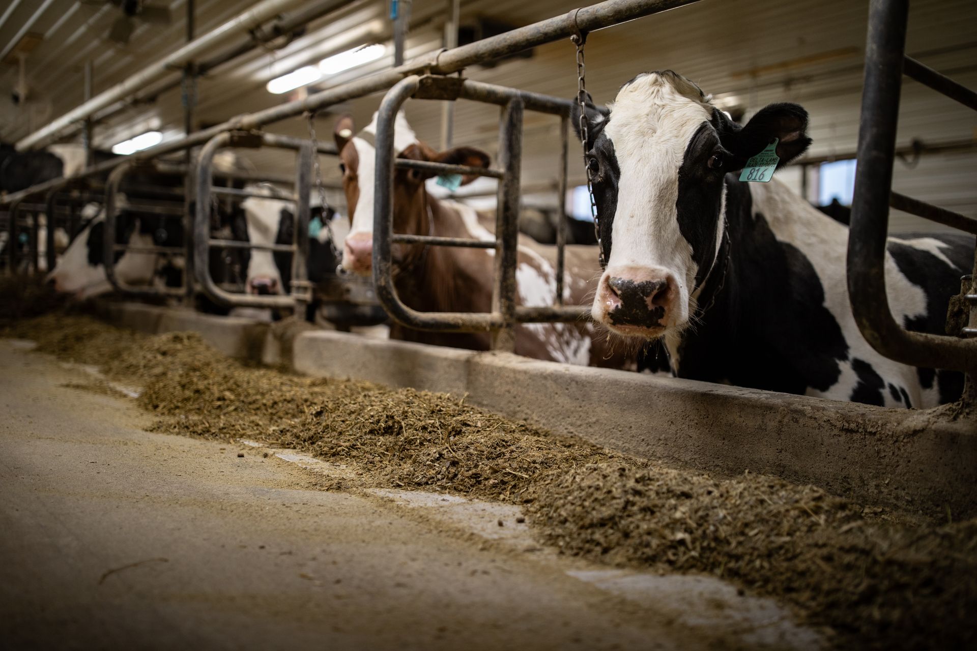 Feeding at Rokeyroad Creamery