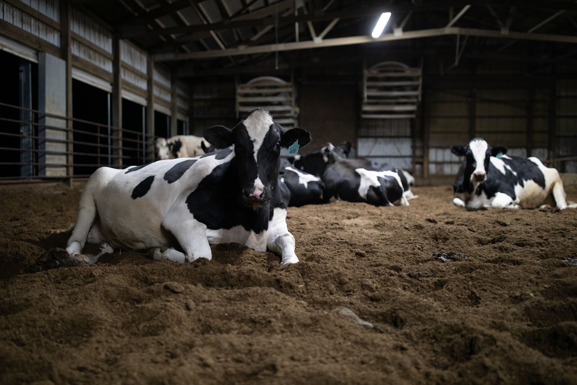 Rokeyroad Creamery Holstein Herd