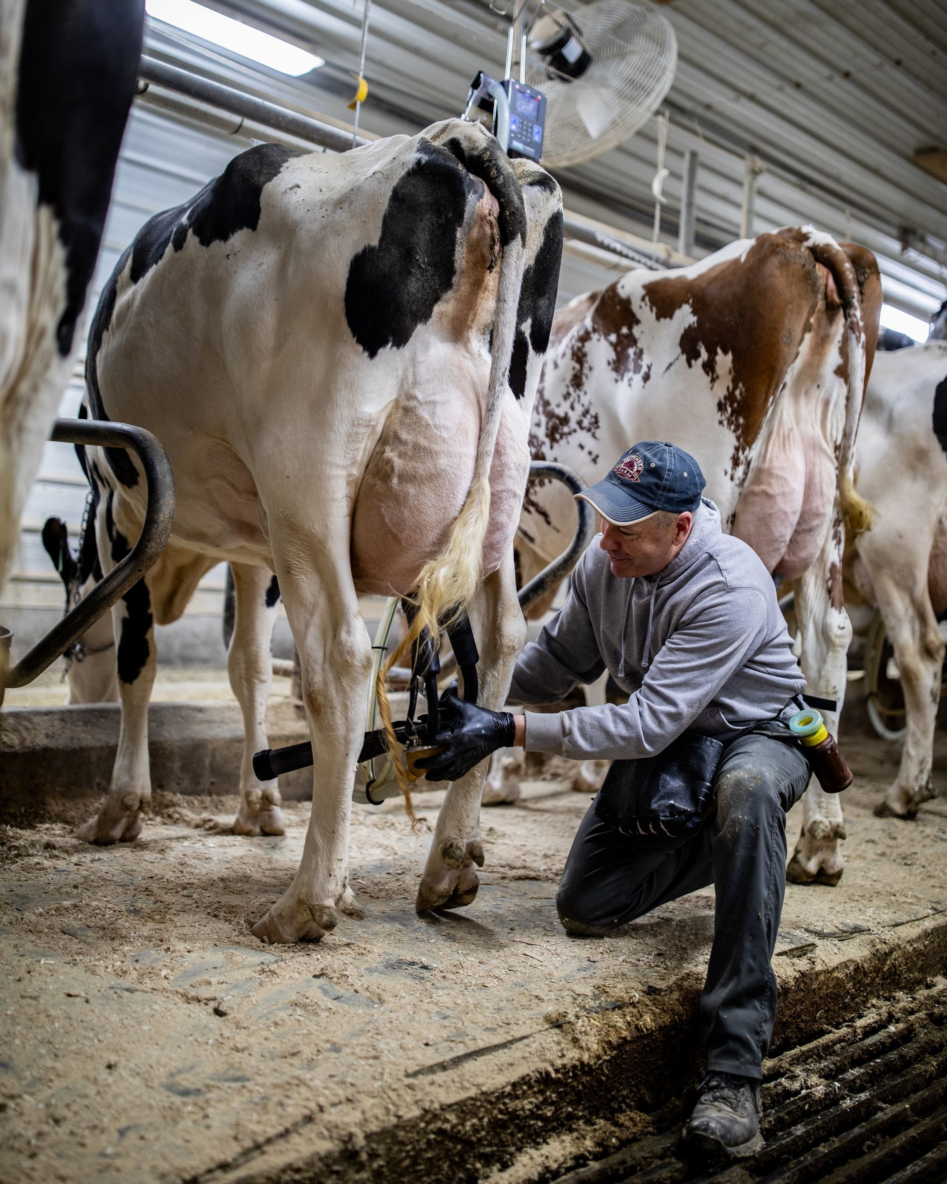 Milking at Rokeyroad Creamery