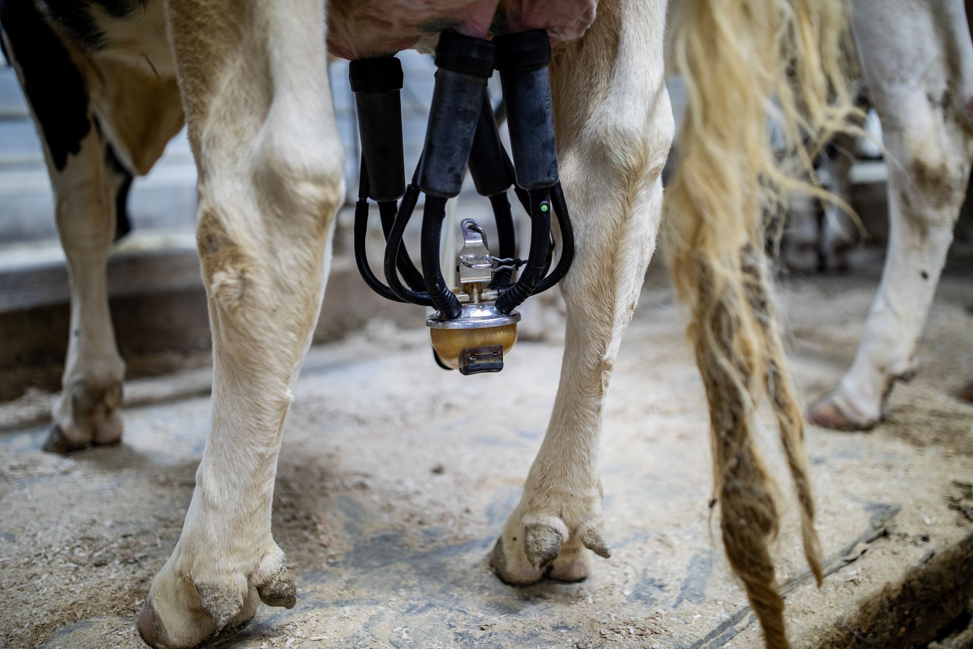 Milking at Rokeyroad Creamery