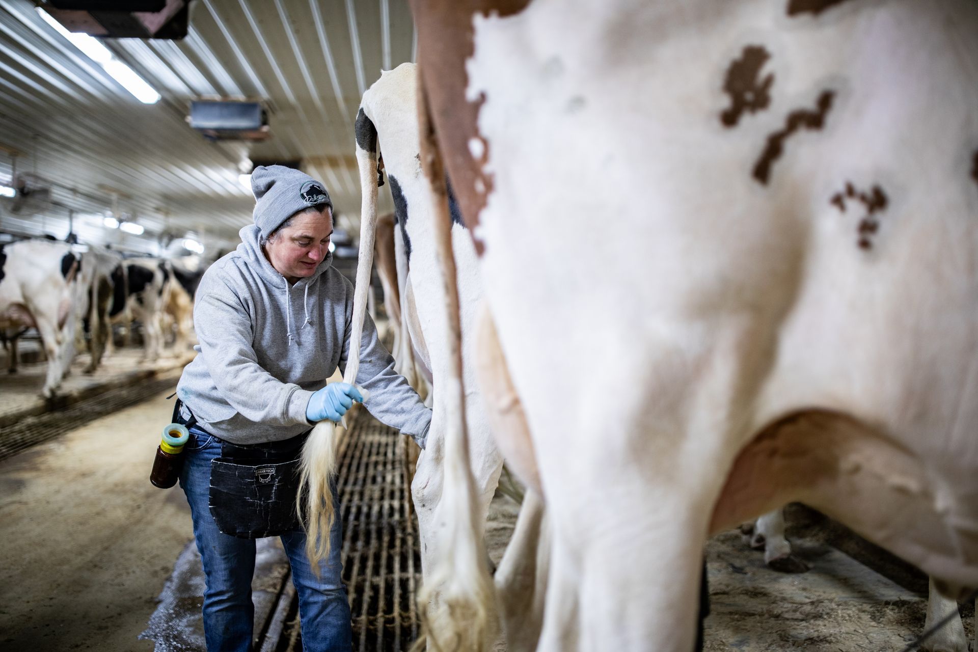 Milking at Rokeyroad Creamery