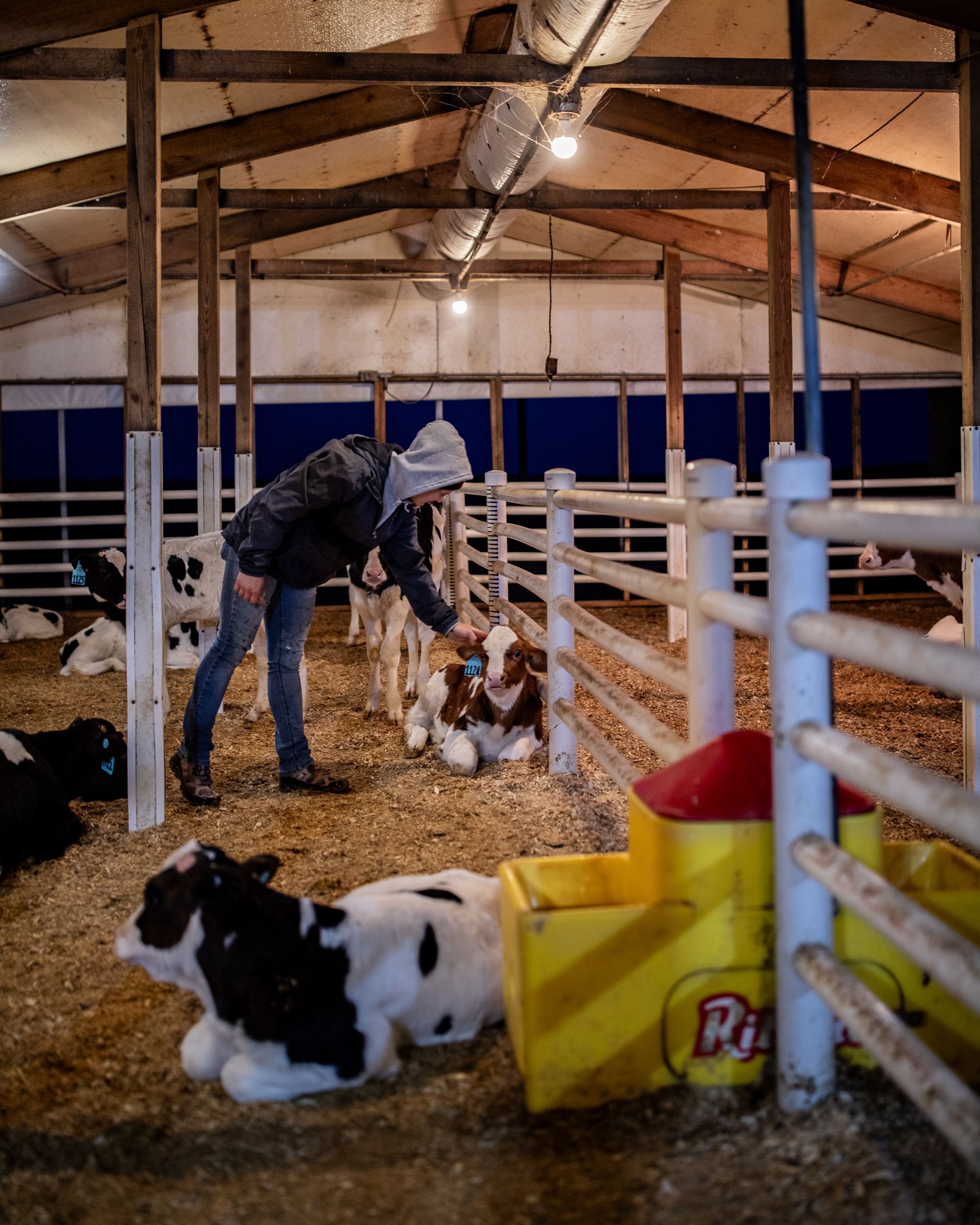 Rokeyroad Creamery Calves