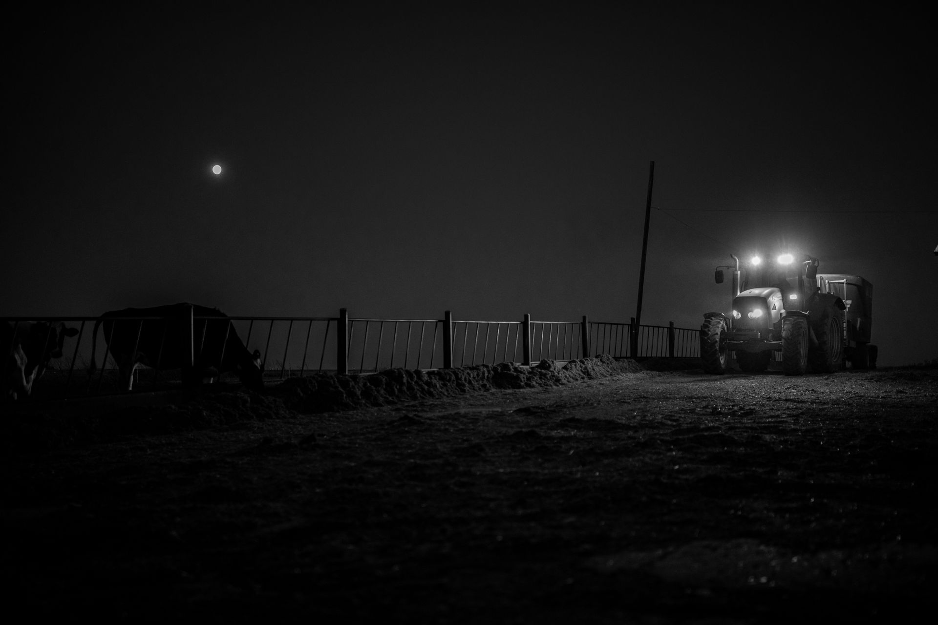 Early Morning Feeding at Rokeyroad Creamery