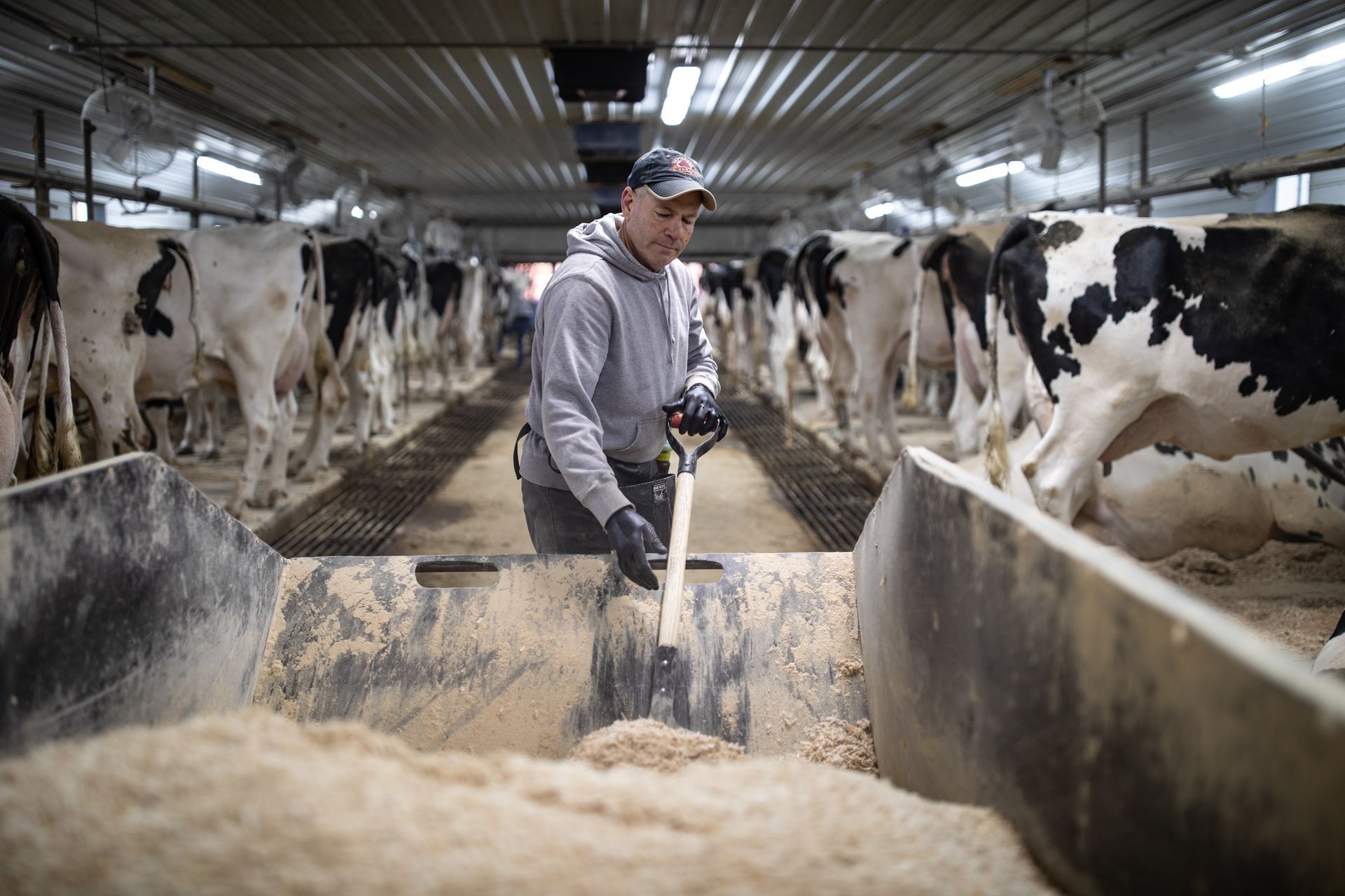 Chores at Rokeyroad Creamery