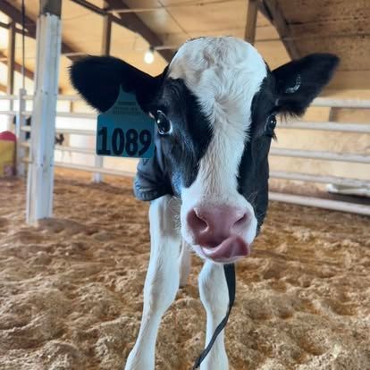 Rokeyroad Creamery Holstein Calf