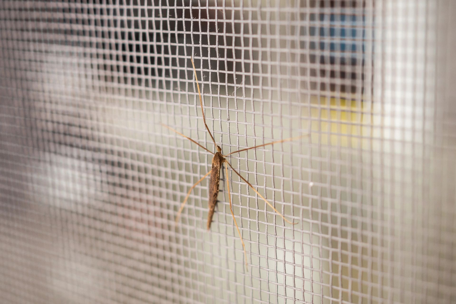 Un insetto dalle lunghe zampe è appoggiato su uno schermo bianco, con uno sfondo sfocato.