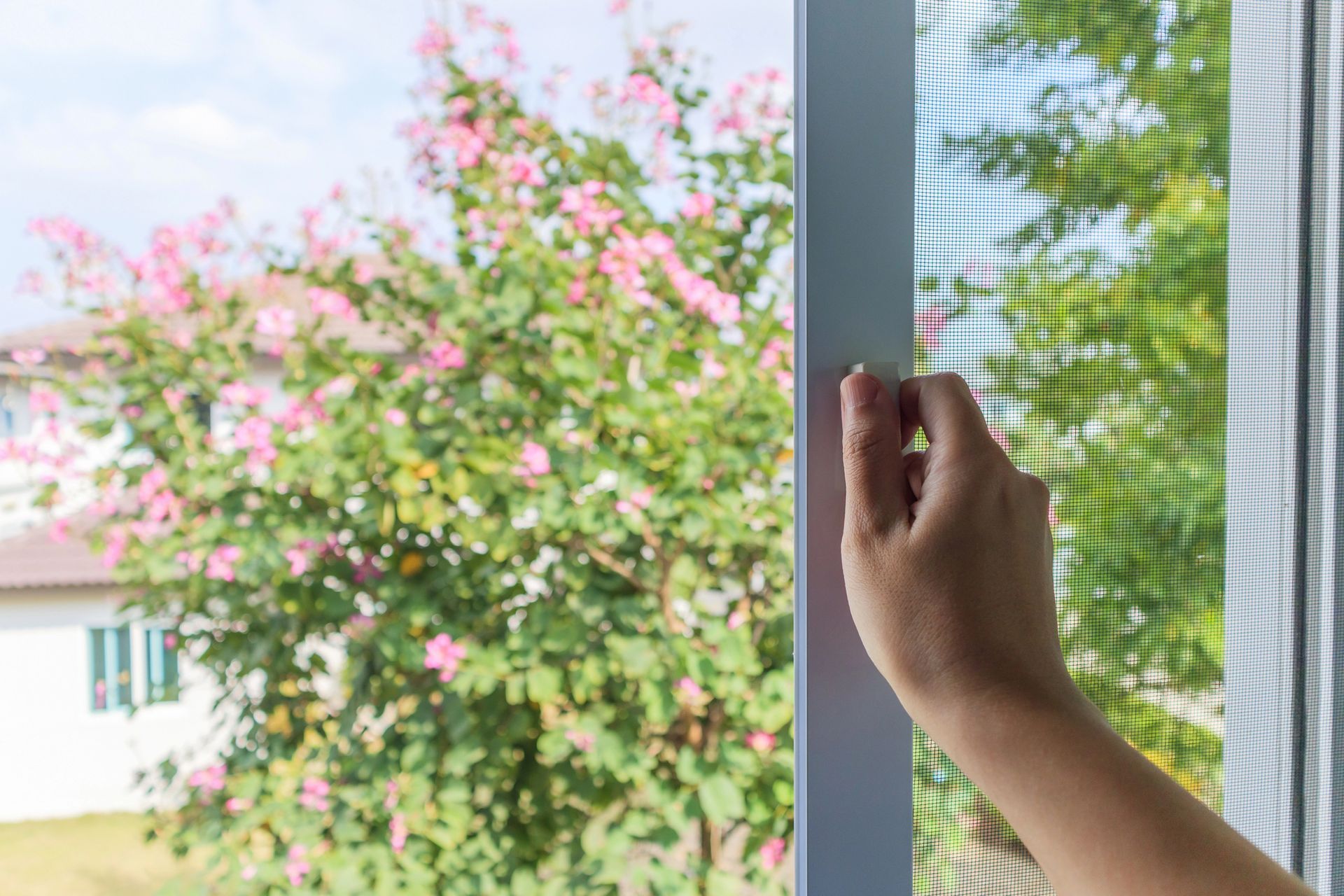 Una mano che apre la zanzariera di una finestra, attraverso la quale si vede un albero in fiore.