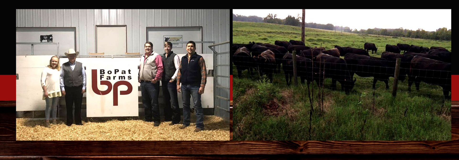 A divided picture with farmworkers standing by a B.P. sign in one and a field of black cattle.